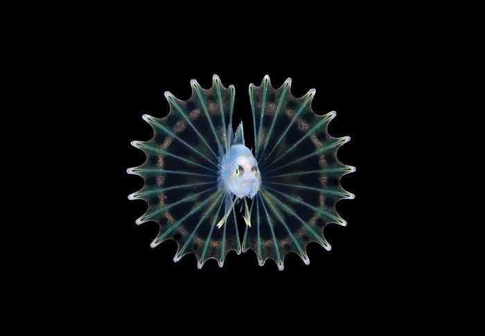 3rd Place - Steven Kovacs - Blackwater Category - "Lionfish"