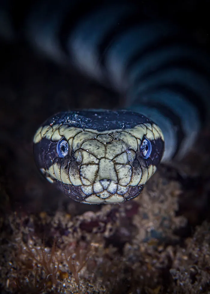 3rd Place - Dave Johnson - Macro Category - "The Hyponotist"
