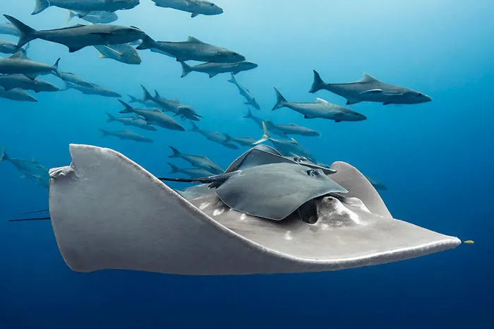 1st  - Paula Vianna - Marine Life Behavior Category - "A Friendly Ride"