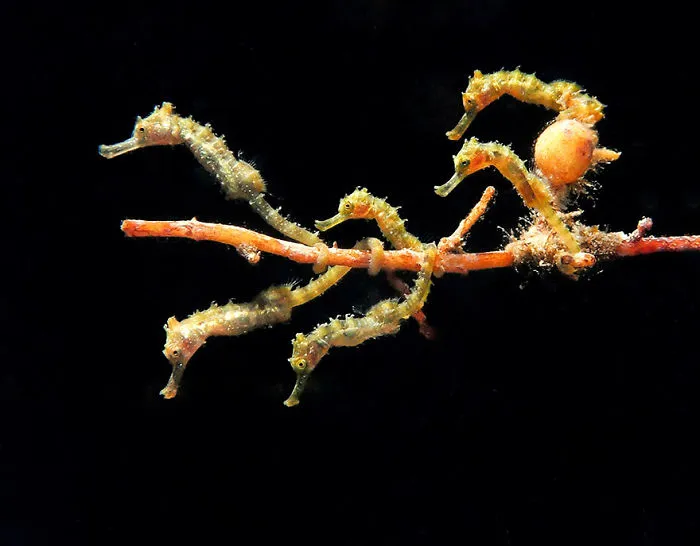 1st Place - Jules Casey - Novice Macro Category - "Seahorse Bus"