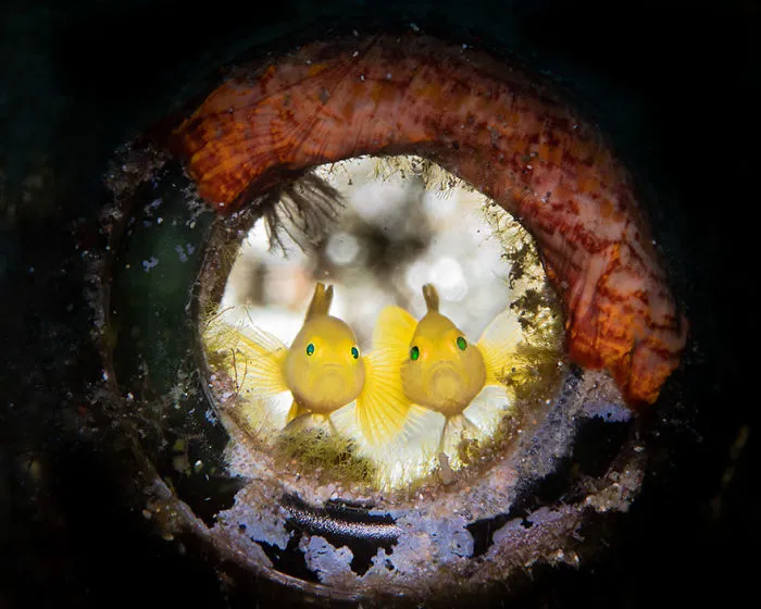 3rd Place - George Kuo-Wei Kao - Novice Macro Category - "Who Is It?"