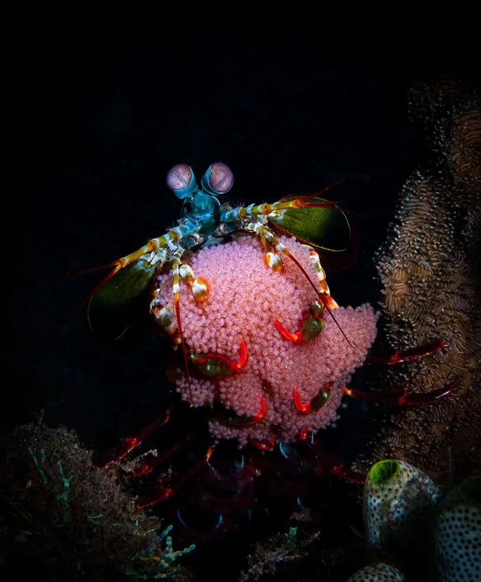 Honorable Mention - Naomi Strong - Novice Macro Category - "What Are You Looking At?"