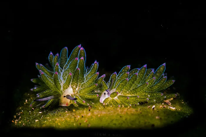 2nd Place - Andrea Pescarolo - Nudibranchs Category - "The Sheep"