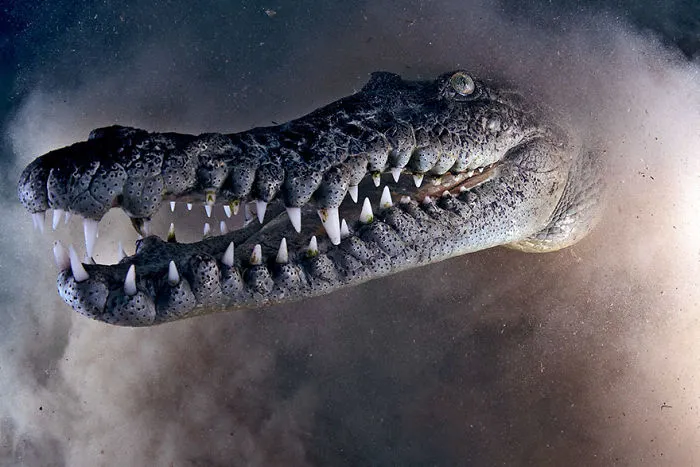4th Place  - Emry Oxford - Portrait Category - "Cuba Croc"