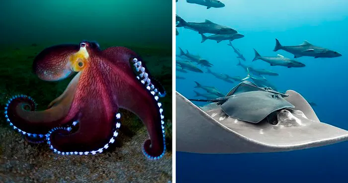 30 Stunning Winning Photos From The Ocean Art 2019 Contest