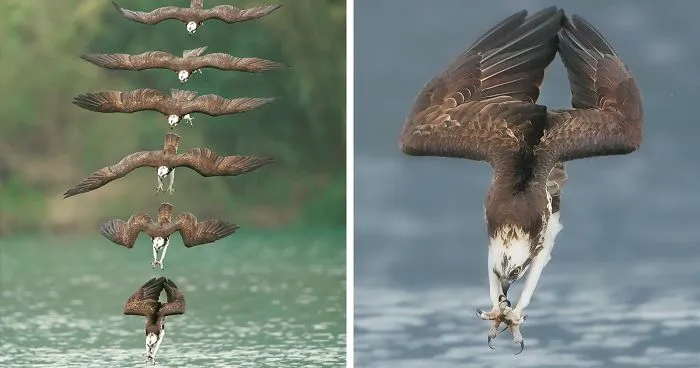 Photographer's Photos Of Ospreys In Hunting Mode Show How Calculated Everything In Nature Is