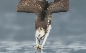 Photographer's Photos Of Ospreys In Hunting Mode Show How Calculated Everything In Nature Is