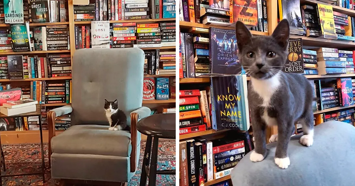 En esta librería canadiense los gatitos se pasean libremente, y los clientes pueden incluso adoptarlos