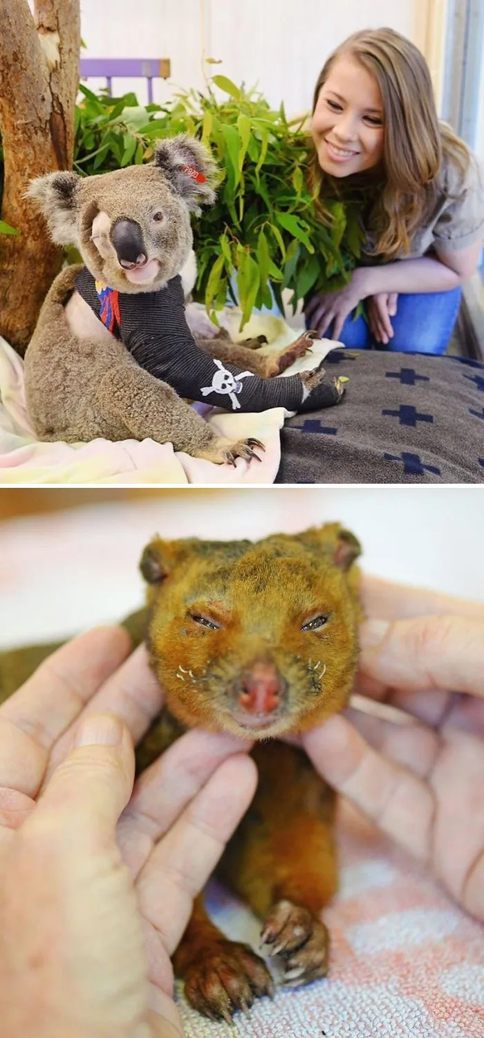 Since Half A Billion Animals Were Potentially Lost In Australian Bushfires, The Irwin Family Stepped In And Already Helped Over 90,000 Animals