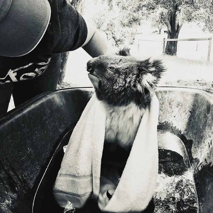 Distressed At First, Dolly Calmed Down Quickly. We Needed To Get Her Still Hot Feet Cooled Down Fast So Made Do With Fresh, Clean Water In A Wheelbarrow. Dolly Appreciated A Big Drink And Pain Relief Before Being Transferred To Our New And Temporary Koala Emergency Centre At Paradise