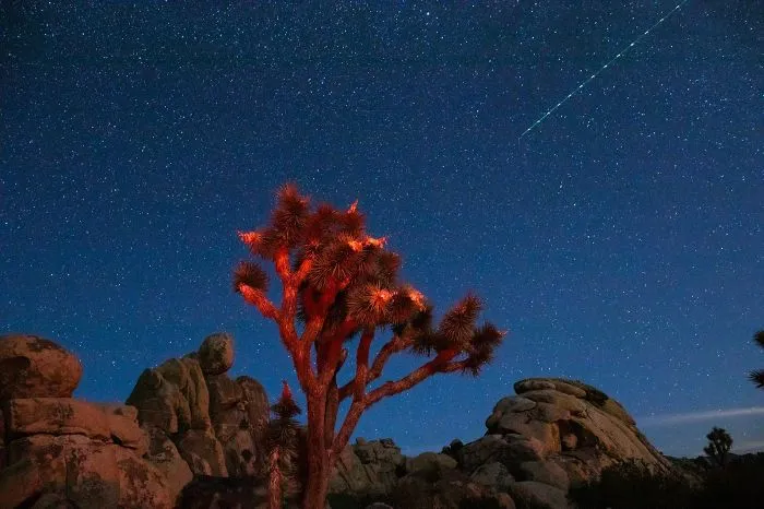 Joshua Tree At Sunset
