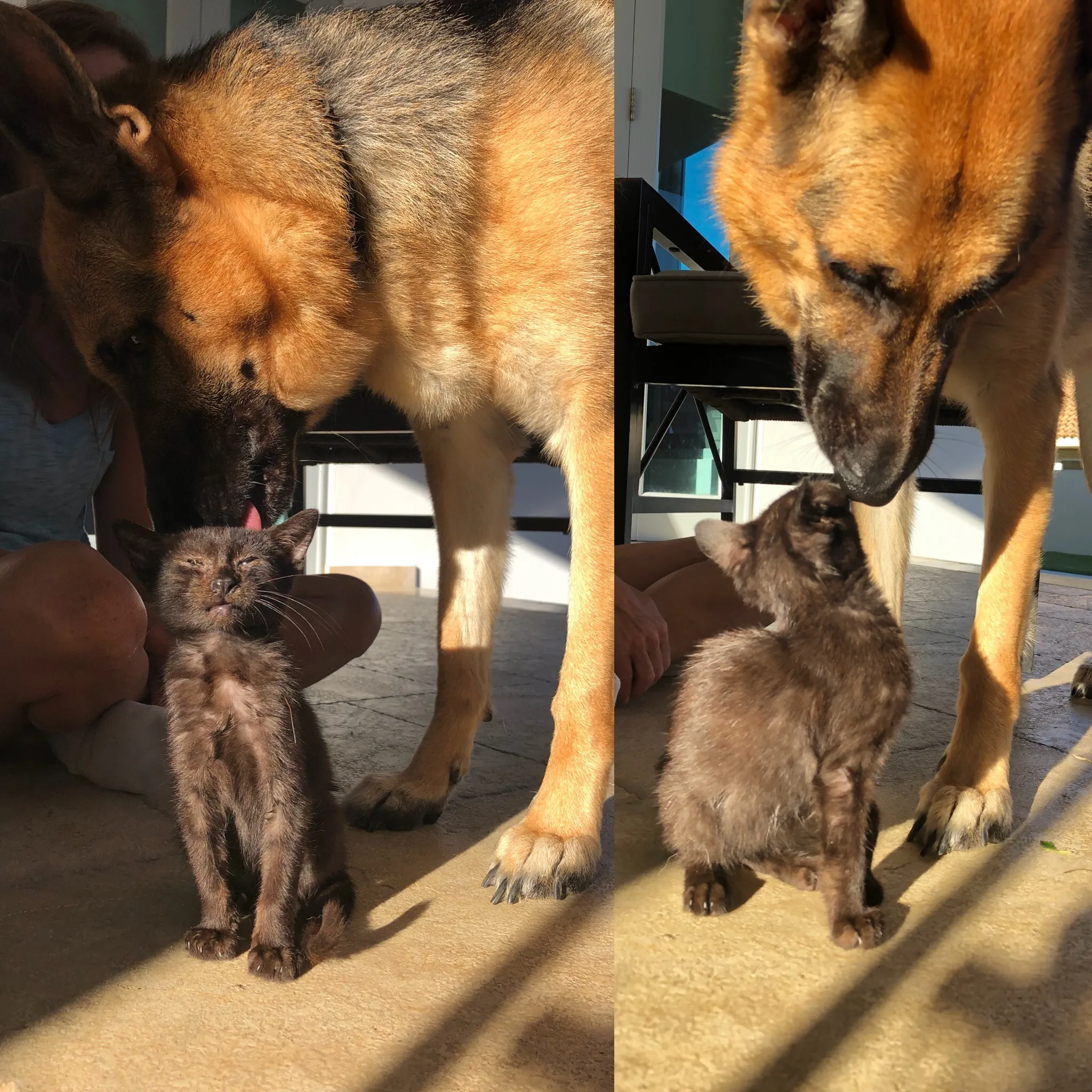 Rescue Kitty And Her New Mama, Our Rescue German Shepard