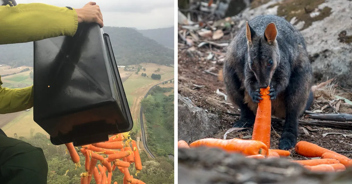 Los animales supervivientes de los incendios de Australia se mueren de hambre, así que se están lanzando toneladas de vegetales desde aviones