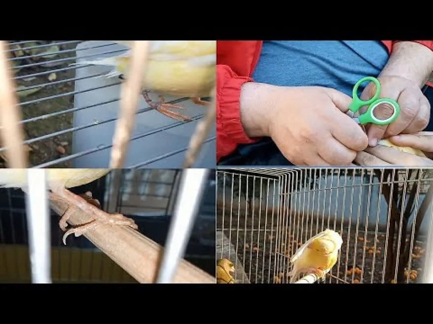 A Bird Rescued After Breaking His Leg