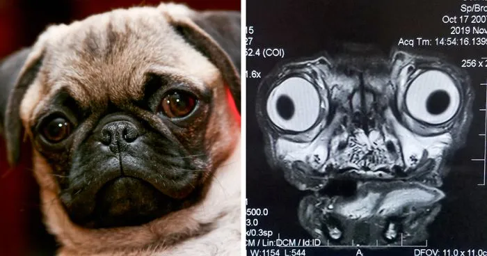 Someone Shows What A Pug's MRI Scan Looks Like And It's Pretty Terrifying