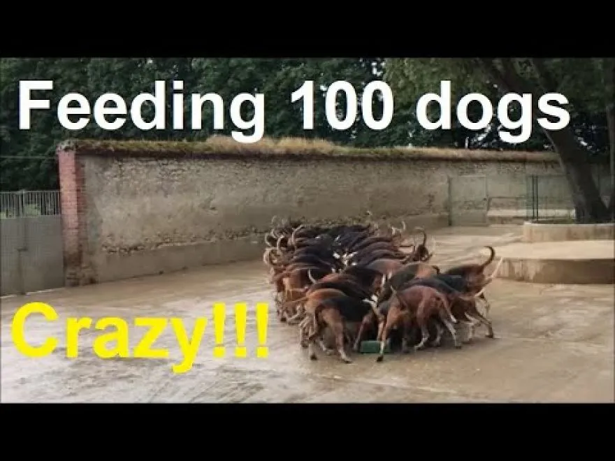What Happens When You Feed 100 Dogs At The Same Time