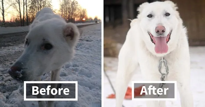 Husband Took His Ex-Wife's Dog And Abandoned Him 2000 Km Away, Now She's Traveling To Adopt Him