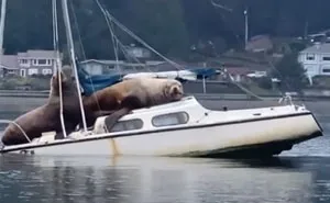 Two Gigantic Sea Lions “Borrow” Someone’s Boat, And The Video Is Ridiculous