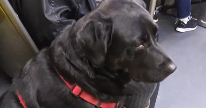 This Good Girl Takes The Bus Everyday To The Dog Park All By Herself And Even Has Her Own Bus Pass Attached To Her Collar