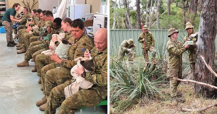 Australian Army Soldiers Spend Their Rest Time Caring For Koalas Affected By The Bushfires