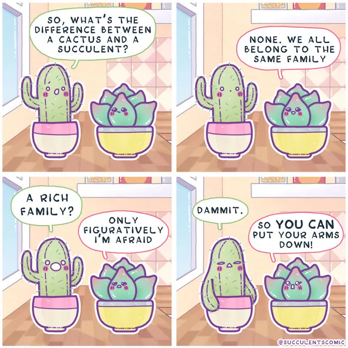 Succulents