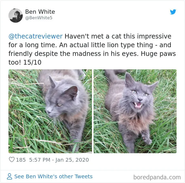 Twitter Account Encourages People To Rate The Cats They Meet On The Streets And It's Purrfect (30 Pics)