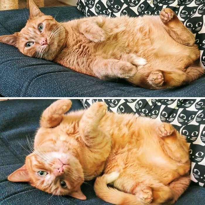 Esta es Sunshine y se pone así cuando quiere que le rasquen la barriga
