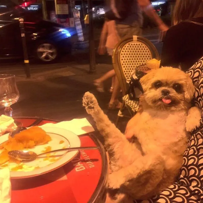 Meet Marnie, An 18 Y.O. Instagram Dog-Star With Almost 2 Million Followers And Friends Like Taylor Swift And Demi Lovato