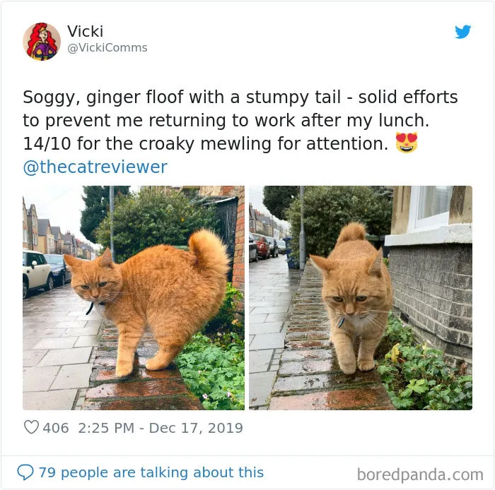 Twitter Account Encourages People To Rate The Cats They Meet On The Streets And It's Purrfect (30 Pics)