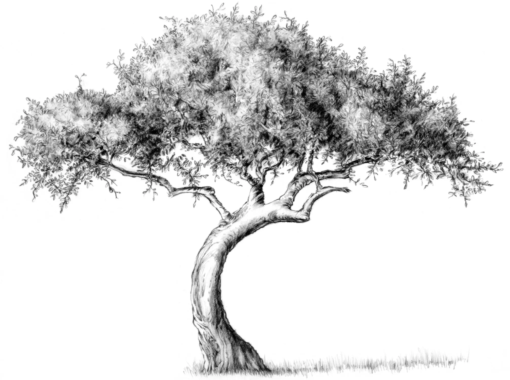 How To Draw A Tree