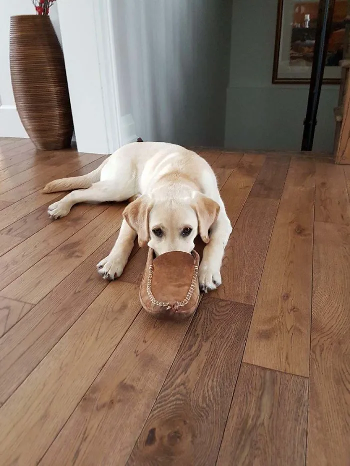 People Are Sharing Pics Of 'The Platypus' Dog To Brighten Up Their Day (30 Pics)