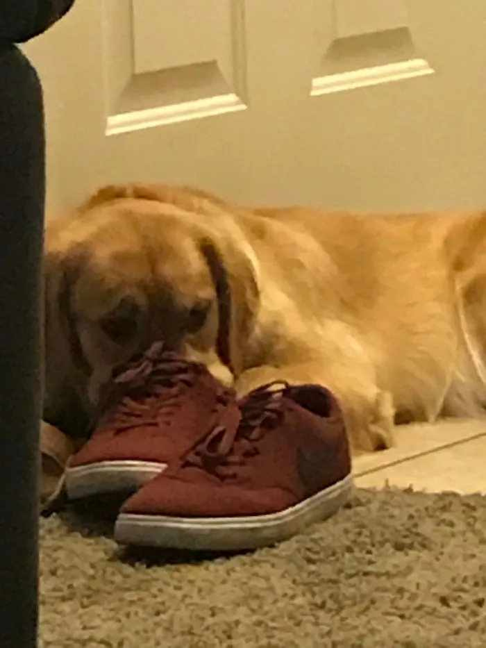 People Are Sharing Pics Of 'The Platypus' Dog To Brighten Up Their Day (30 Pics)