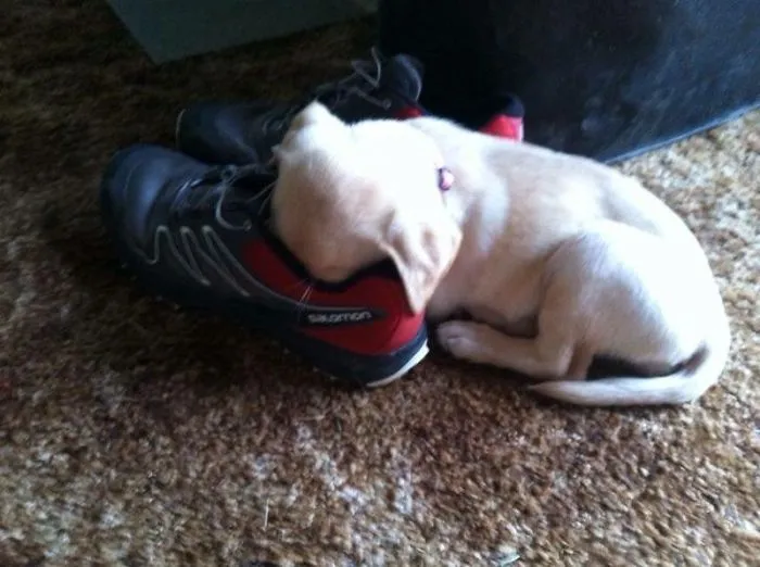 People Are Sharing Pics Of 'The Platypus' Dog To Brighten Up Their Day (30 Pics)