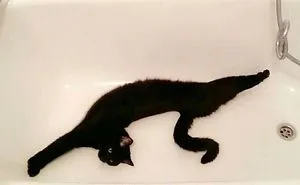 People Are Sharing Pics Of Their Long Cats That Seem To Stretch 'Til Infinity (30 Pics)