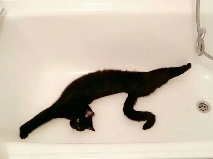 He encontrado una extraña criatura en mi bañera