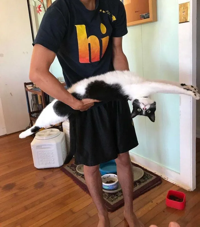 Gato estirado