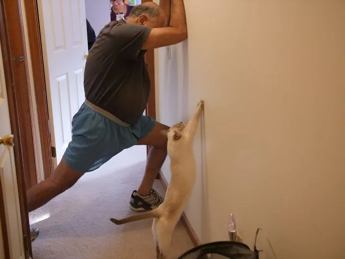 Cada vez que mi padre hace estiramientos, mi gato los hace con él