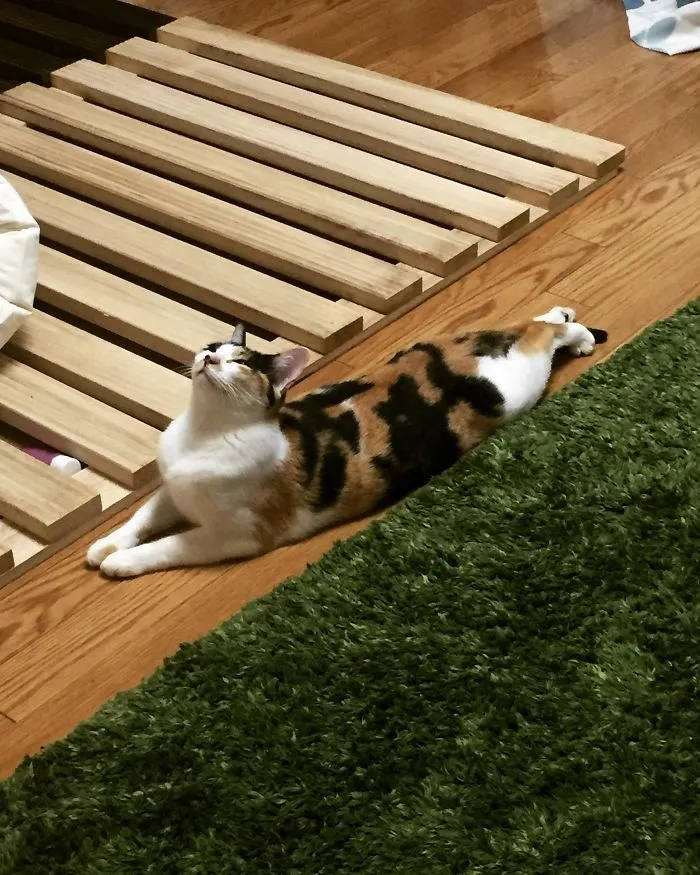 No sé qué intenta hacer pero es adorable