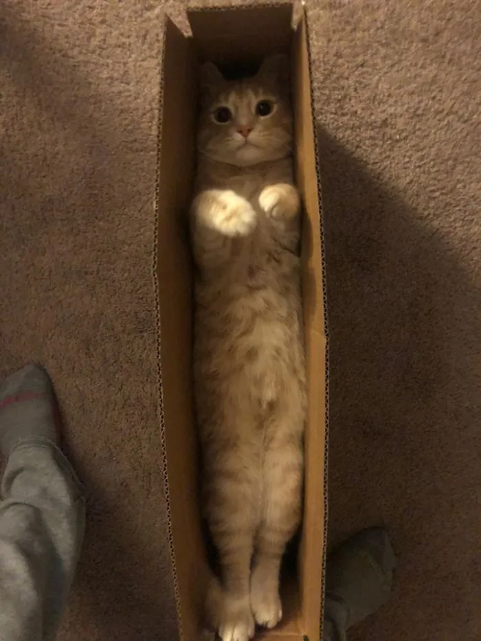 Cuando te llega un gato por correo