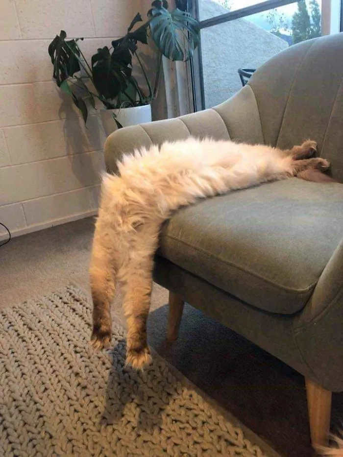 El gato de Dalí