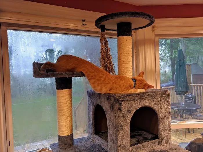 Very Long Cat