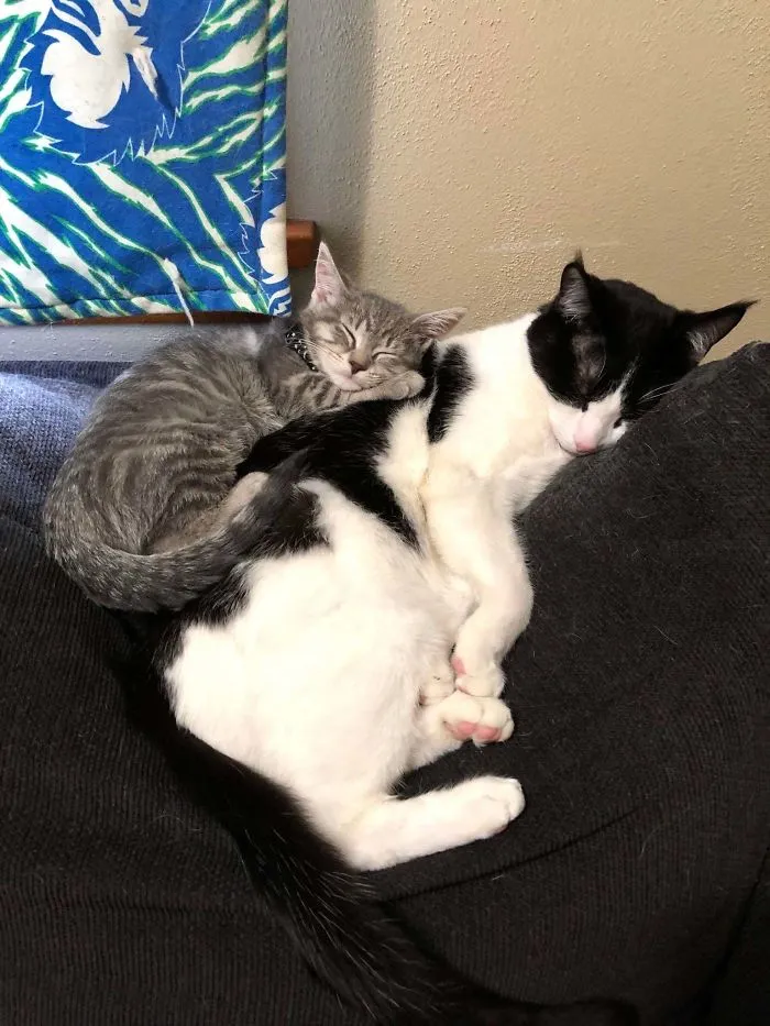 Mi gato tenía problemas de ansiedad, así que le trajimos una hermanita