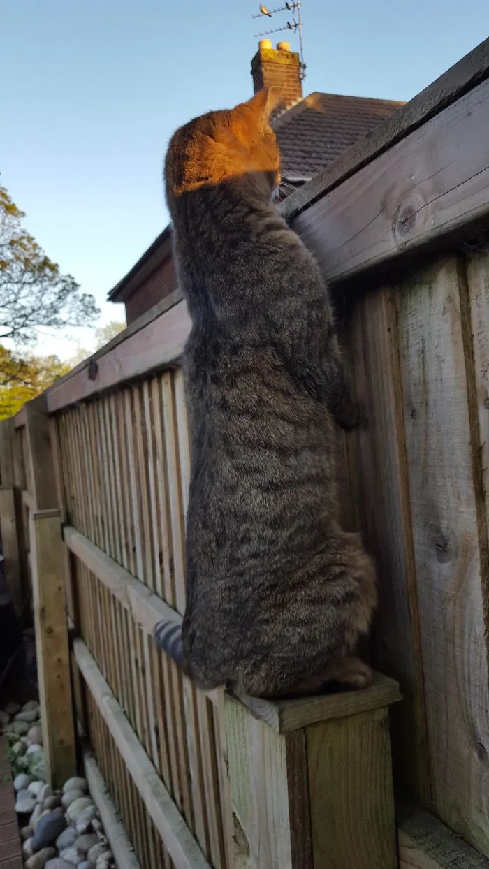 El gato de mi suegra se sienta así y cotillea a los vecinos