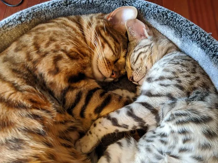 Nos avisaron del peligro de adoptar otro gato. A los poco días, el mayor no paraba de acurrucarse junto a la nueva