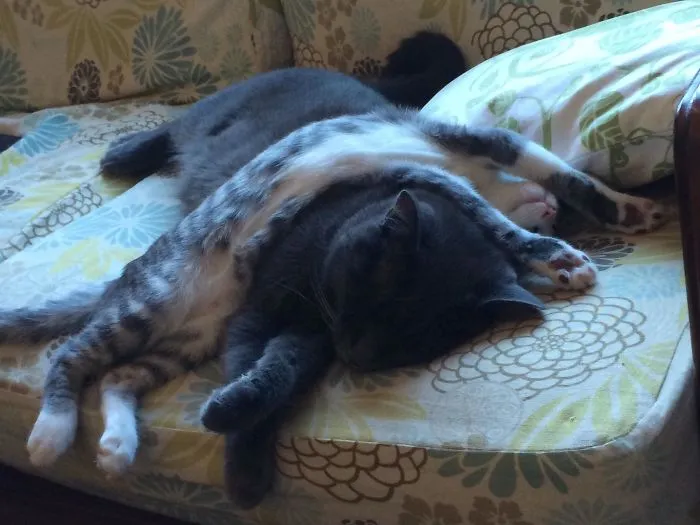 Shadow es el gris y Zelda el espagueti que tiene encima
