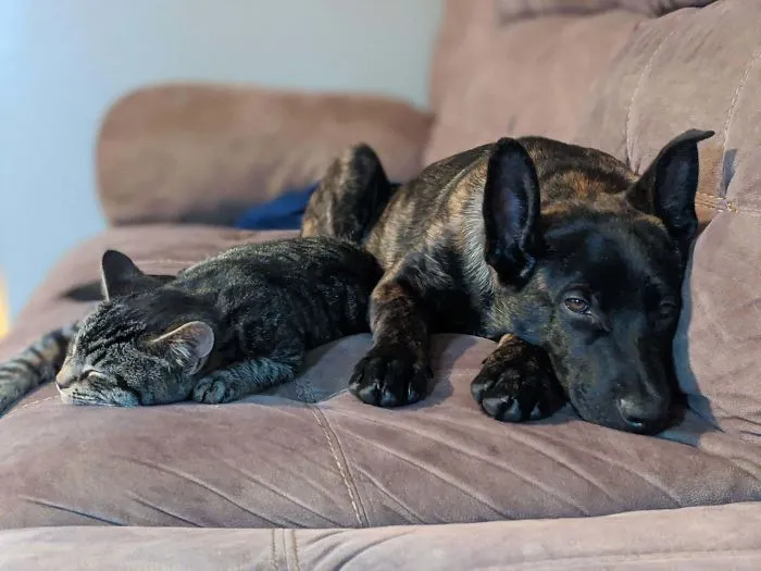 Son los mejores amigos. Adoptamos al perro y no paraba de pedirnos que dejáramos entrar al gato