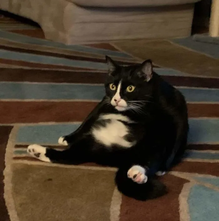 No sé si el gato que hemos adoptado está roto...