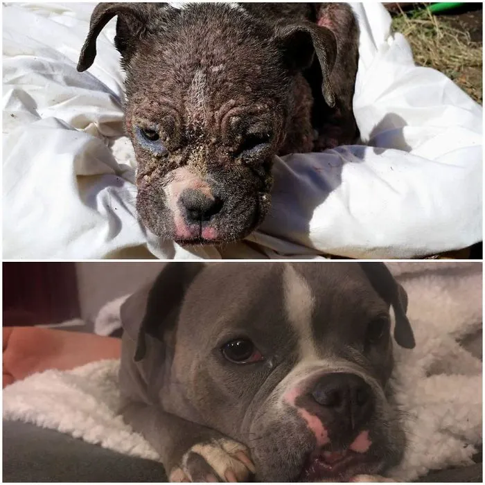 I Found Her 4 Years Ago, Covered In Blisters, No Hair And Starved... Who Knew She'd Be The Love Of My Life. She's The Greatest