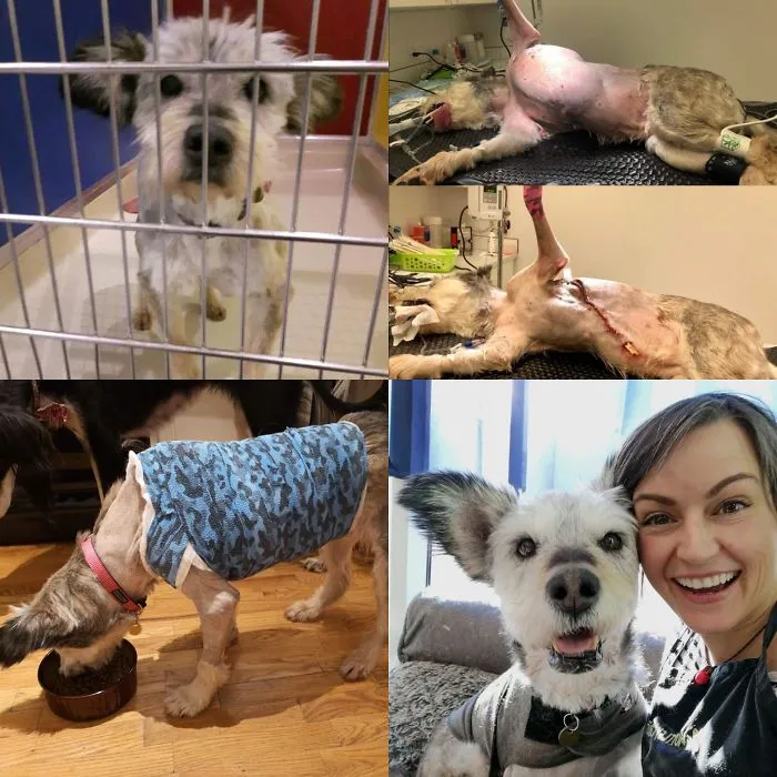 I Adopted 13 Year Old Phyllis One Year Ago Today! She Came In Emaciated, Flea Anemic And With A 5 Lb Tumour On Her Side. No One Thought She Was Going To Make It And Here We Are One Year Later! Happy Adoption Day, My Little Philly Cheesesteak!