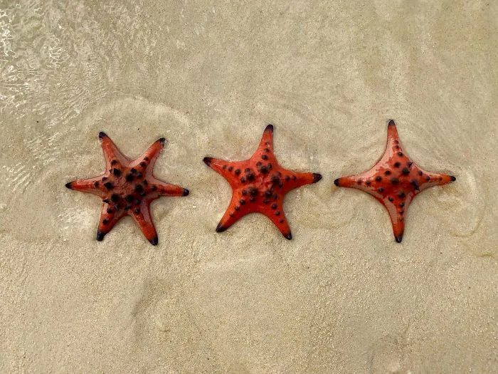 Estrellas de mar con 4, 5 y 6 brazos
